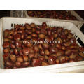 Fresh Dandong best Chestnut